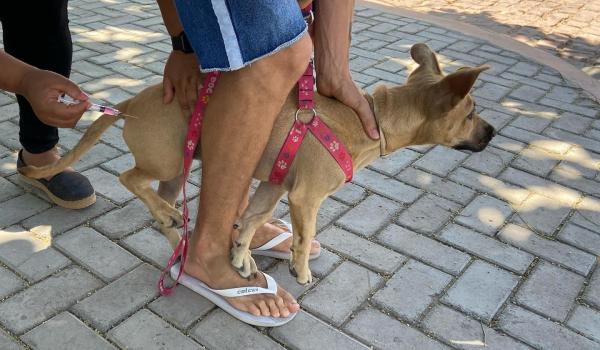Imagens da Vacinação contra RAIVA, para cães e gatos.