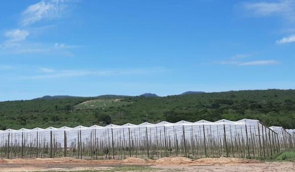 Imagens da Projeto Mais Frutos no Sertão da empresa PETERFRUT, no campo de cultivo de morango São Joaquim no município de Boninal.